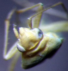 Orthotylus flavosparsus