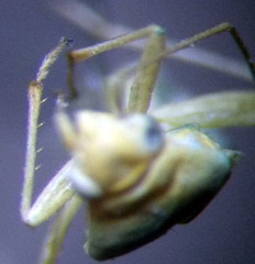 Orthotylus flavosparsus