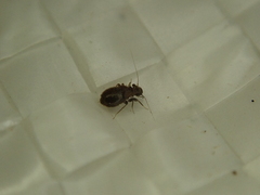 Lepinotus reticulatus