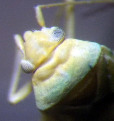 Orthotylus flavosparsus
