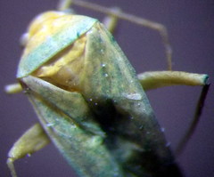 Orthotylus flavosparsus