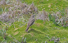 Muscisaxicola alpinus