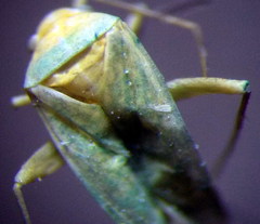 Orthotylus flavosparsus