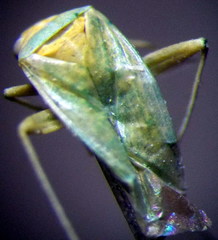 Orthotylus flavosparsus