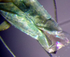 Orthotylus flavosparsus