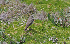 Muscisaxicola alpinus