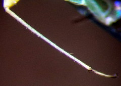 Orthotylus flavosparsus