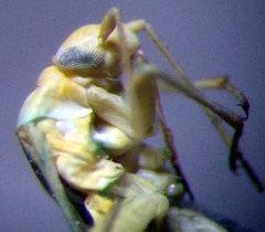 Orthotylus flavosparsus