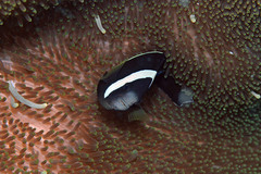 Amphiprion tricinctus