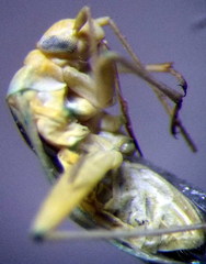 Orthotylus flavosparsus