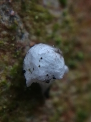 Paidiscura pallens