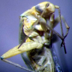 Orthotylus flavosparsus