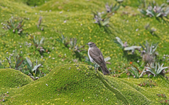 Muscisaxicola alpinus