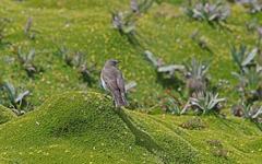 Muscisaxicola alpinus