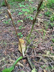 Platanthera hookeri