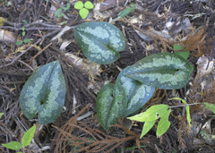 Asarum curvistigma