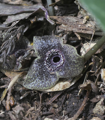 Asarum curvistigma