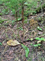 Platanthera hookeri