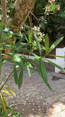Nerium oleander