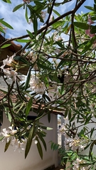 Nerium oleander
