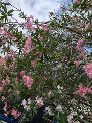Nerium oleander