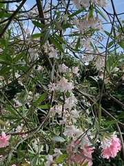 Nerium oleander