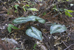 Asarum curvistigma