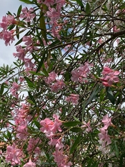 Nerium oleander