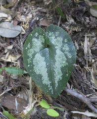 Asarum curvistigma