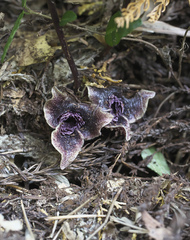 Asarum curvistigma