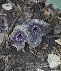 Asarum curvistigma