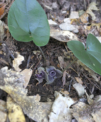 Asarum curvistigma