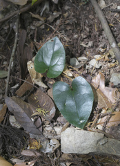 Asarum curvistigma