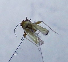 Orthotylus parvulus