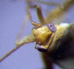 Orthotylus parvulus