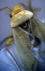 Orthotylus parvulus