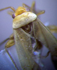Orthotylus parvulus