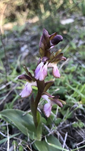 Fan-lipped Orchid