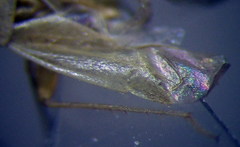 Orthotylus parvulus