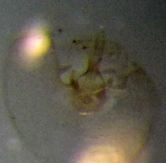 Orthotylus parvulus