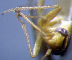 Orthotylus parvulus