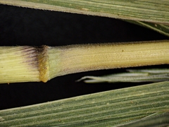 Muhlenbergia mexicana