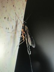 Rhyssella nitida