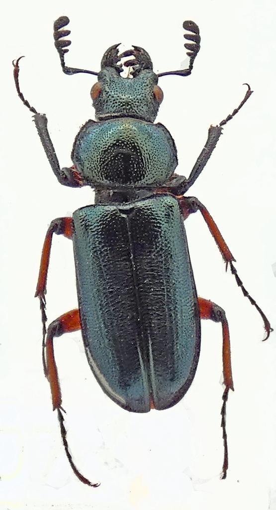 Platycerus takakuwai