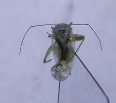 Orthotylus parvulus