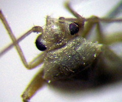 Orthotylus parvulus