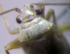Orthotylus parvulus