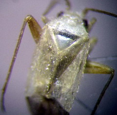 Orthotylus parvulus
