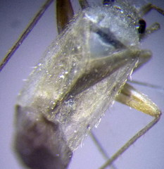 Orthotylus parvulus