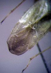 Orthotylus parvulus
